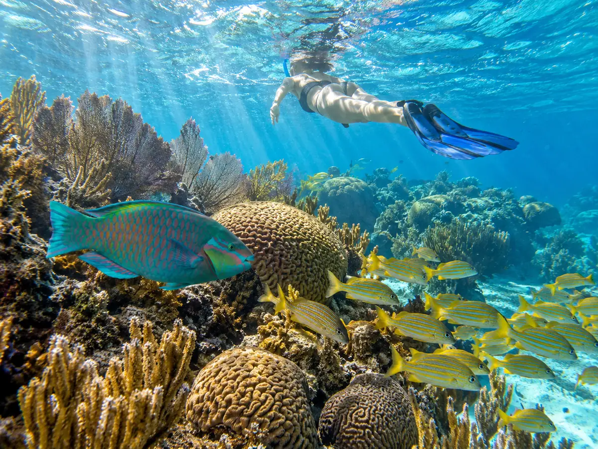 Un esnorquelista flotando sobre coral cerebro con un pez loro y roncos amarillos
